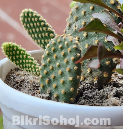 Yellow Bunny (Budded)